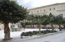 Aragona - Alberi - Piazza Umberto I (2)