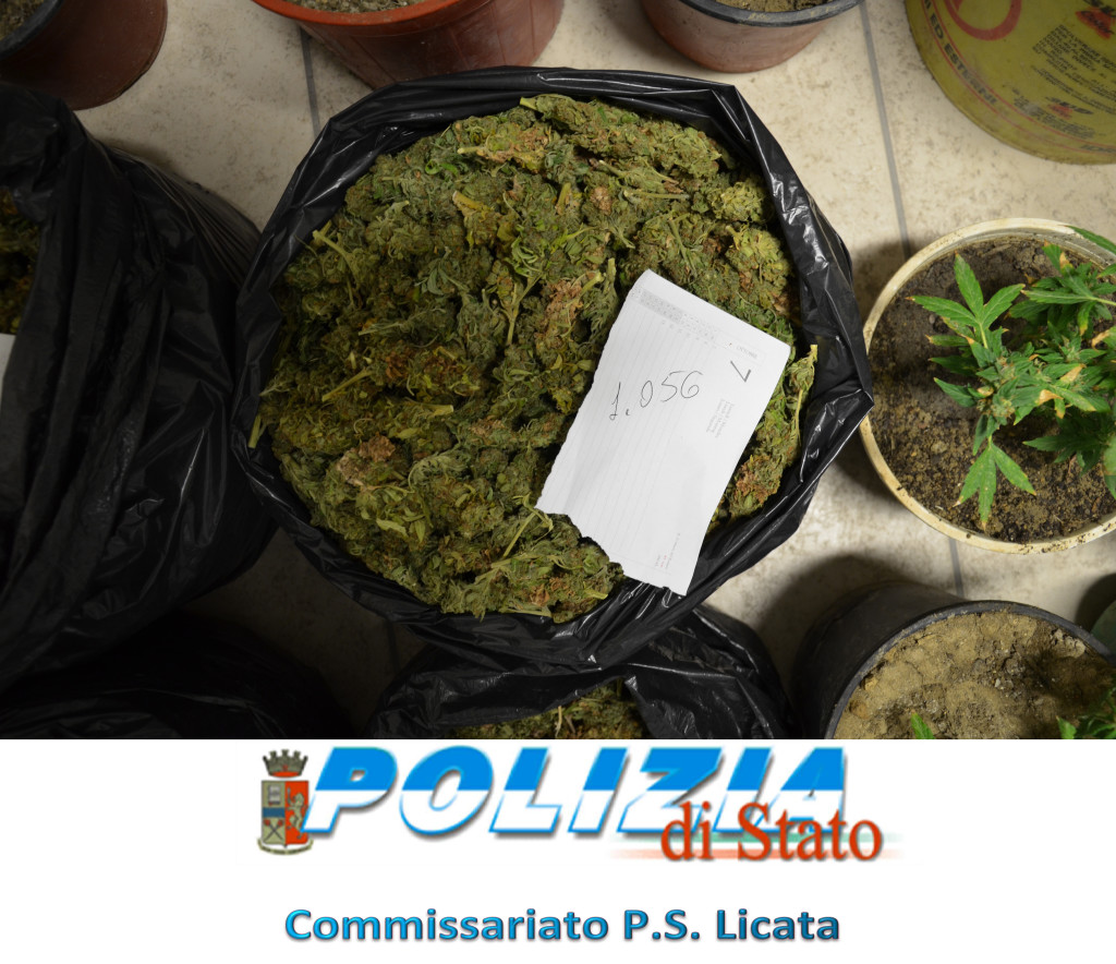 Polizia - droga - cannabis (2)