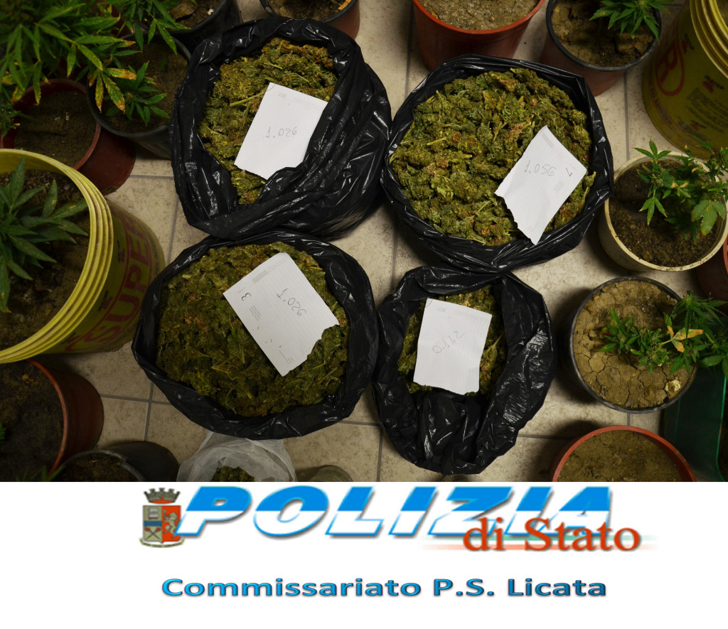 Polizia - droga - cannabis (3)