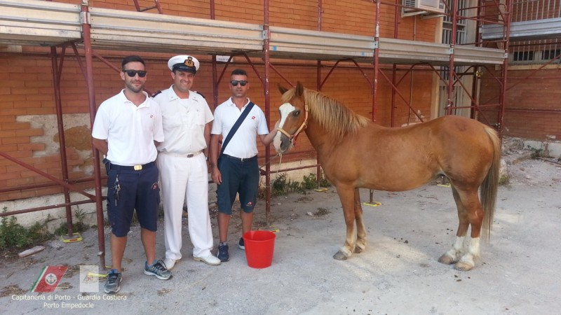 Capitaneria di Porto - Guardia Costiera - Sequestro Cavallo