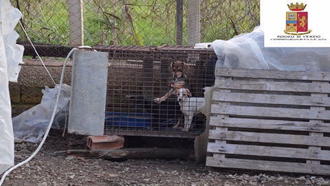 Polizia - Sequestro a Licata Animali (3)